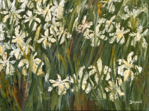 Iris jaunes